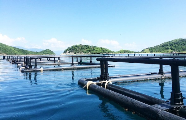 cách làm bè nổi bằng ống nhựa HDPE