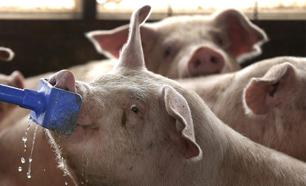 hệ thống cấp nước chăn nuôi heo