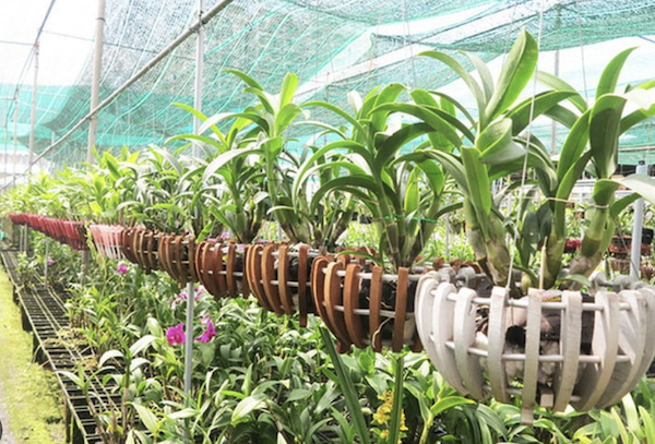 Hệ thống tưới phun sương trồng lan tự động