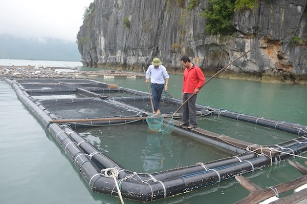 Làm bè nổi bằng ống nhựa HDPE