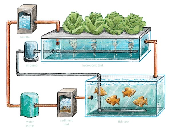 Nguyên lý vận hành hệ thống cấp nước Aquaponics